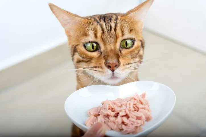 Petiscos para Gatos,
petiscos na deita dos gatos,
petisco de frango,
petiscos de salmão,
petiscos de veggies,
como servir veggies ao seu gato,
petiscos de iogurte natural,
por que o iogurte natural é uma boa escolha,
novos petiscos na dieta do seu gato,
petiscos