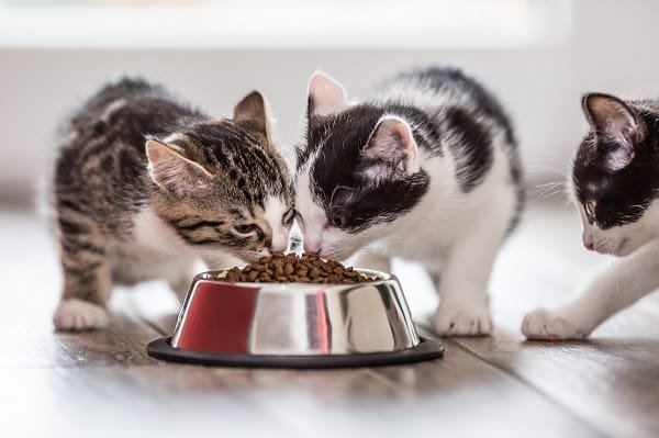 melhores rações para gatos,
Rações para Gatos,
tipos de ração,
Rações ideal,
Rações Úmidas para gatos,
rações secas para gatos,
top 10 rações,
rações especiais,
gatos e alergias alimentares,