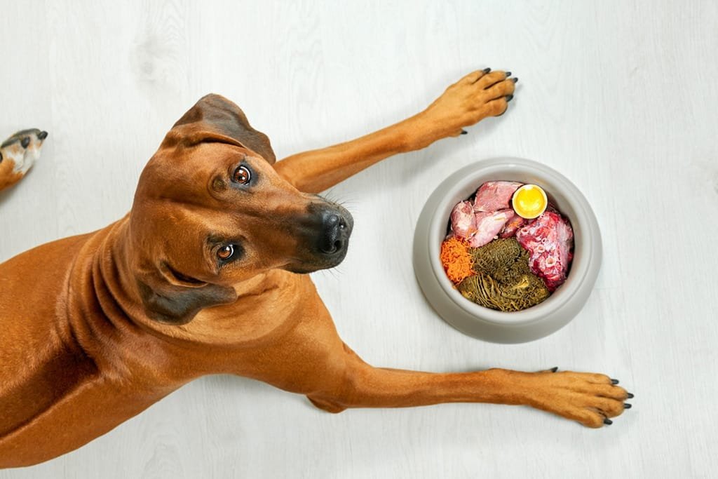 cahorras
Cuidado com as Cachorras
Cuidados com a Saúde
Higiene e Banho