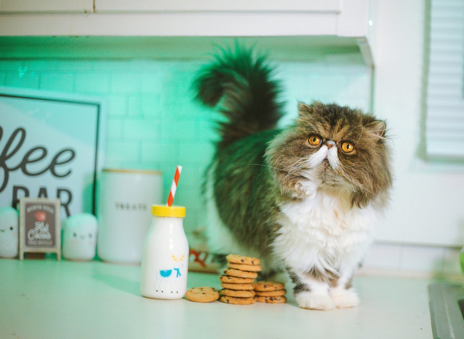 gatos e leite,
o que é realmente bom pro seu gato,
Intolerância à Lactose em Gatos,
por que ainda achamos que os gatos adoram leite,
leite: um alimento que os gatos não precisam,
o que fazer se seu gato tomar leite,
alternativas ao leite para gatos,
leite especial para gatos,
manual secreto do seu gato,
melhor decisão para o seu gato,
saúde do seu gato,