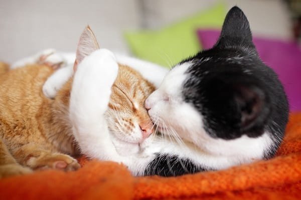sonhar com gatos
sonhos com gatos
Intuição e Feminilidade
Independência e Autonomia