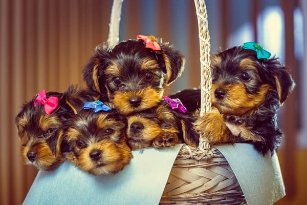 cachorras,
o segredo para cachorras felizes,
exercícios para cachorras,
saúde das cachorras,
como deixar sua cachorra feliz,
socialização e treinamento,
cachorras radiantes,
como identificar sinais de estresse e doença na sua cachorra,