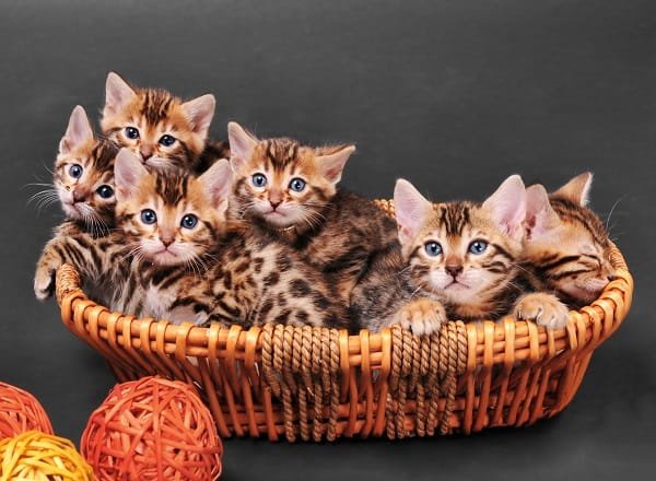 coletivo de gatos
comportamento social dos gatos
benefícios de viver em grupo