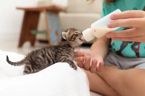 gatos e leite, Intolerância à Lactose em Gatos, Leite na Dieta do Gato, alternativas ao leite para gatos, Leite para Gatos, Consultando um Veterinário, Gato Gosta de Leite