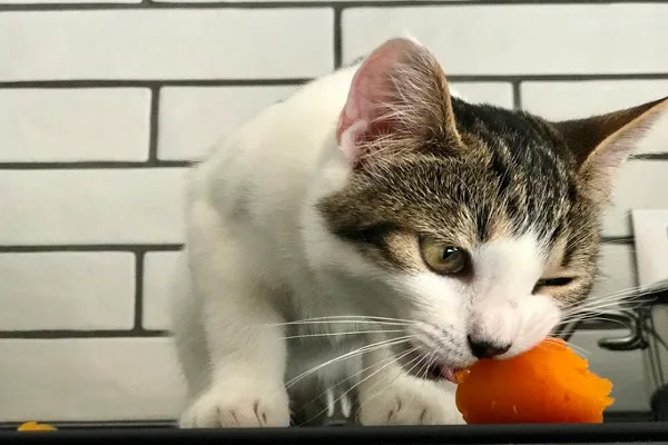 Petiscos para Gatos
dieta dos gatos
petiscos saudáveis
Petiscos na Dieta