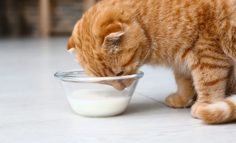 gatos e leite, Intolerância à Lactose em Gatos, Leite na Dieta do Gato, alternativas ao leite para gatos, Leite para Gatos, Consultando um Veterinário, Gato Gosta de Leite