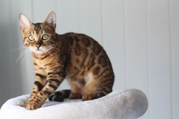 nomes para gatos,
O guia Definitivo para nomear seu gato,
Gato no hall da fama,
Seu gato é puro charme,
jeitinho unico do seu gato,
docinhos para gatos,
Gatos cheios de fofura,
Salgados para gatos,
Gatos cheios de atitude,
bebida para gatos,
gatos sofisticados,
pelagem do seu gato,
gatos com postura divina,
escolher nomes para gatos,
nome para gato,