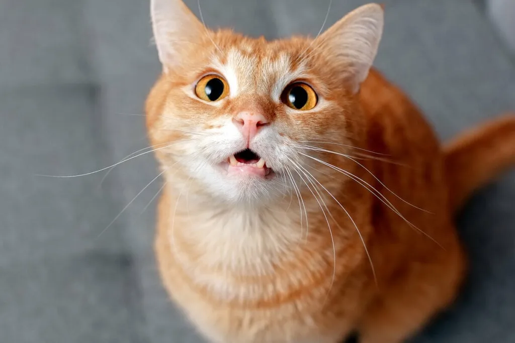 nomes para gatos,
O guia Definitivo para nomear seu gato,
Gato no hall da fama,
Seu gato é puro charme,
jeitinho unico do seu gato,
docinhos para gatos,
Gatos cheios de fofura,
Salgados para gatos,
Gatos cheios de atitude,
bebida para gatos,
gatos sofisticados,
pelagem do seu gato,
gatos com postura divina,
escolher nomes para gatos,
nome para gato,