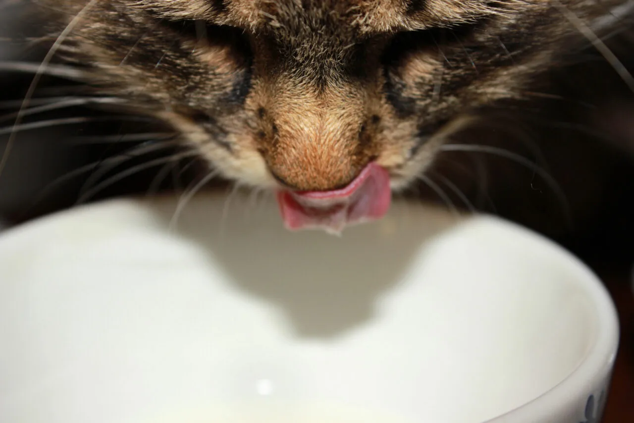 gatos e leite, Intolerância à Lactose em Gatos, Leite na Dieta do Gato, alternativas ao leite para gatos, Leite para Gatos, Consultando um Veterinário, Gato Gosta de Leite