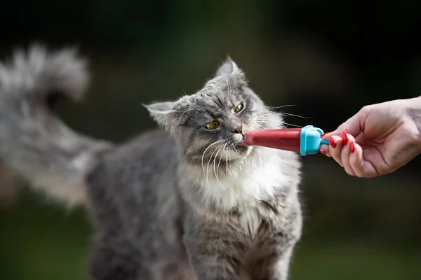Petiscos para Gatos
dieta dos gatos
petiscos saudáveis
Petiscos na Dieta