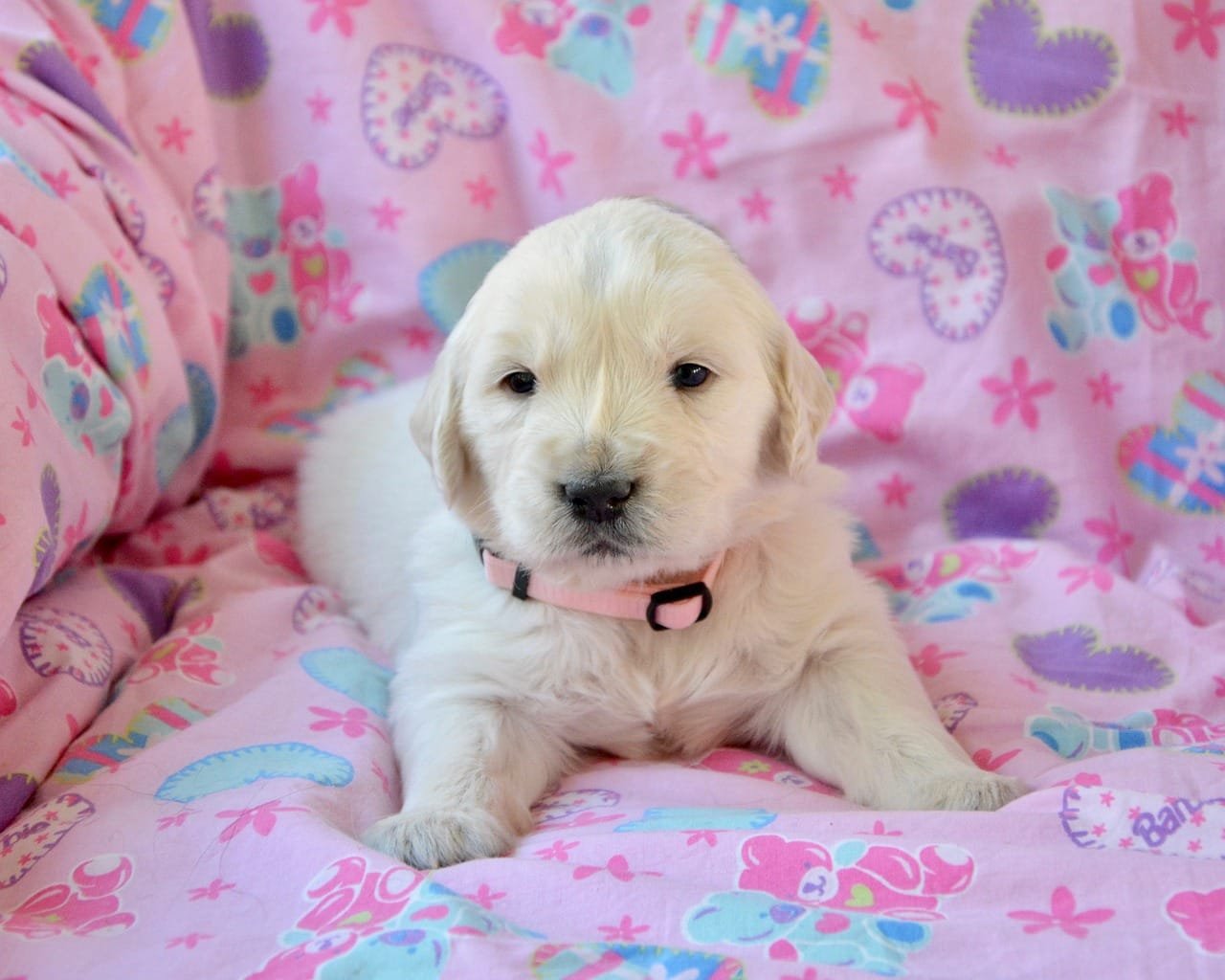 dog gold
Golden Retriever
cães de terapia
adoção de cães