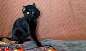 nomes para gatos,
O guia Definitivo para nomear seu gato,
Gato no hall da fama,
Seu gato é puro charme,
jeitinho unico do seu gato,
docinhos para gatos,
Gatos cheios de fofura,
Salgados para gatos,
Gatos cheios de atitude,
bebida para gatos,
gatos sofisticados,
pelagem do seu gato,
gatos com postura divina,
escolher nomes para gatos,
nome para gato,