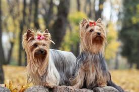 cahorras
Cuidado com as Cachorras
Cuidados com a Saúde
Higiene e Banho