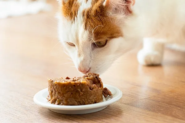 Petiscos para Gatos,
dieta dos gatos,
petiscos saudáveis,
Petiscos na Dieta,