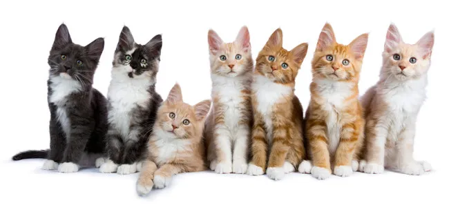 coletivo de gatos
comportamento social dos gatos
benefícios de viver em grupo