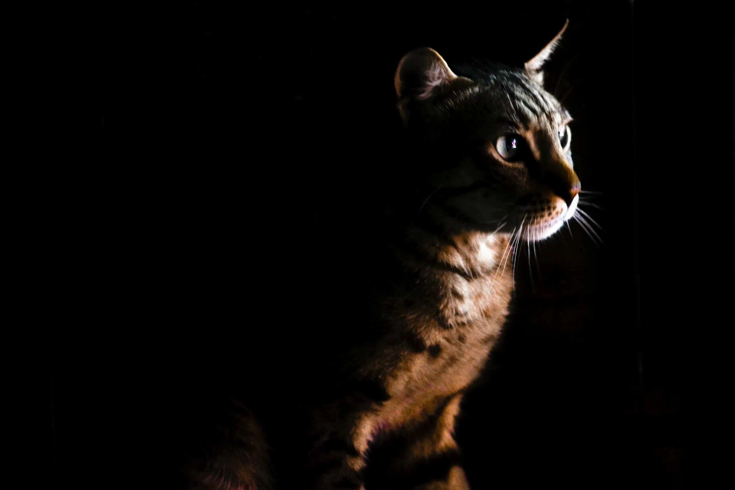 nome para gatos,
O guia Definitivo para nomear seu gato,
Gato no hall da fama,
Seu gato é puro charme,
jeitinho unico do seu gato,
docinhos para gatos,
Gatos cheios de fofura,
Salgados para gatos,
Gatos cheios de atitude,
bebida para gatos,
gatos sofisticados,
pelagem do seu gato,
gatos com postura divina,
escolher nomes para gatos,
nome para gato,