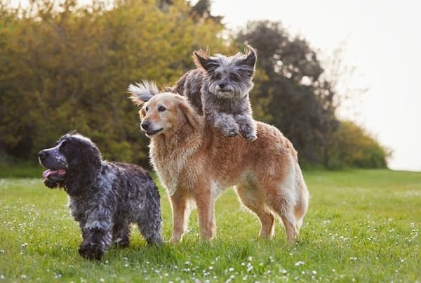 creche para cachorro,
socialização canina,
Atividades Físicas e Estímulo Mental,
redução de ansiedade,
creche cachorro,
como a creche para cachorro salva o dia,
cão tranquilo,
hotel para cachorro,
treinamento e desenvolvimento de habilidades,