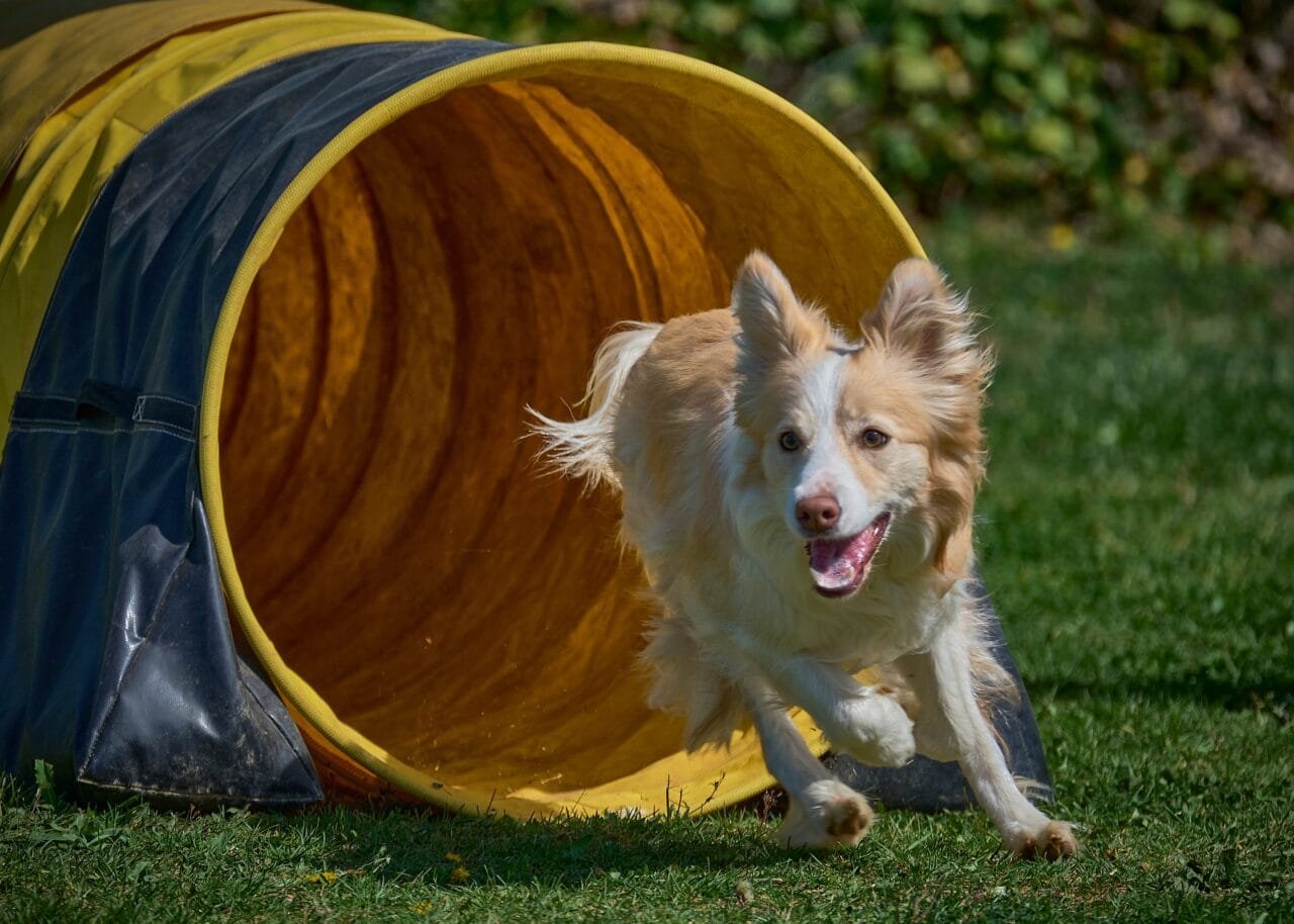 creche para cachorro,
socialização canina,
Atividades Físicas e Estímulo Mental,
redução de ansiedade,
creche cachorro,
como a creche para cachorro salva o dia,
cão tranquilo,
hotel para cachorro,
treinamento e desenvolvimento de habilidades,