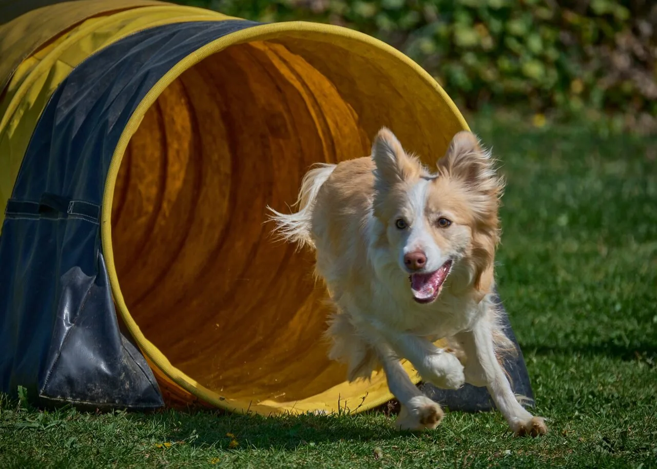 creche para cachorro,
socialização canina,
Atividades Físicas e Estímulo Mental,
redução de ansiedade,
creche cachorro,
como a creche para cachorro salva o dia,
cão tranquilo,
hotel para cachorro,
treinamento e desenvolvimento de habilidades,
