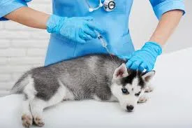 vacina para filhotes de cachorro,
vacina para filhotes,
por que vacinar é essencial,
por que o veterinário é essencial na vacinação,
depois da vacinação,
vacinação e socialização,